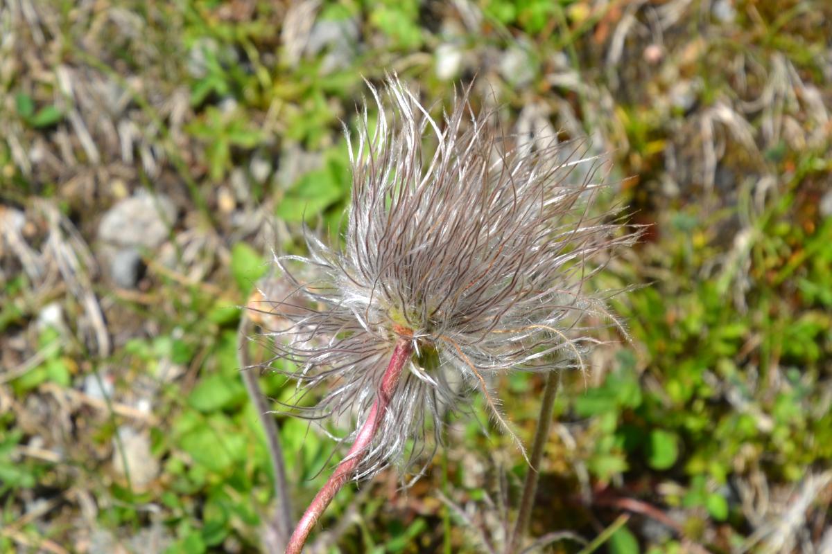 Latschenoelbrennerei und Platzer Alm 06.07.2021